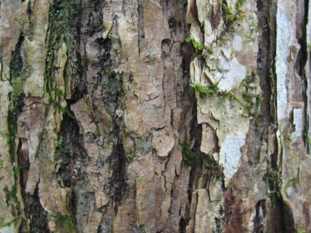 Picture of Mizunara oak whisky casks