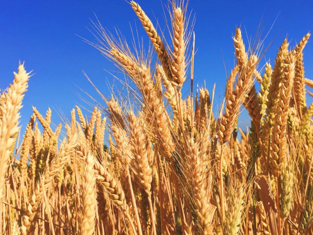 Picture of Organic whisky